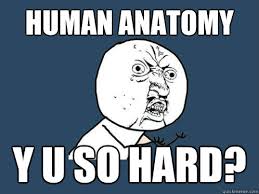 Human Anatomy Meme
